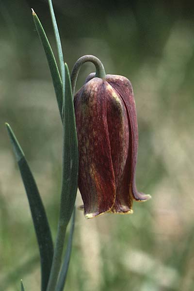 Fritillaria nigra \ Pyren&auml;en-Schachblume / Pyrenean Fritillary, F Causse du Larzac 7.5.1984