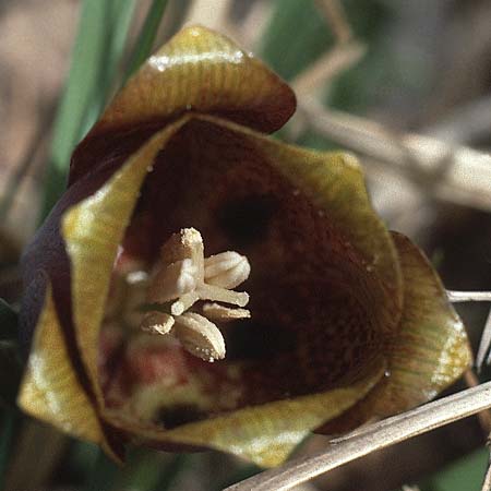 Fritillaria nigra \ Pyren&auml;en-Schachblume / Pyrenean Fritillary, F Causse du Larzac 7.5.1984