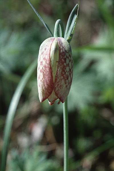 Fritillaria involucrata \ H&uuml;llblatt-Schachblume, Gegenbl&auml;ttrige Schachblume / Piemont Fritillary, F Puget-Theniers 27.4.2002