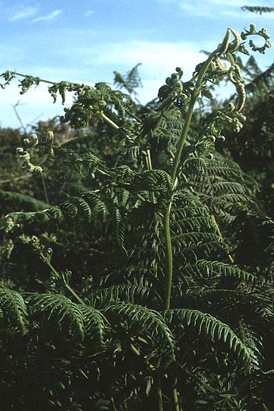 Pteridium aquilinum \ Adlerfarn / Bracken, F Bretagne, Ste.  Anne 10.7.1984