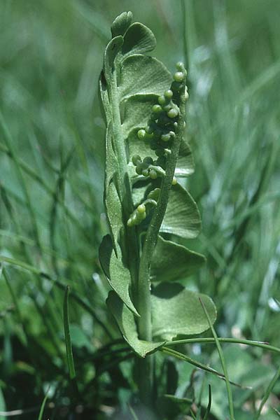 Botrychium lunaria \ Mondraute / Moonwort, F Col de Granon 26.6.2000