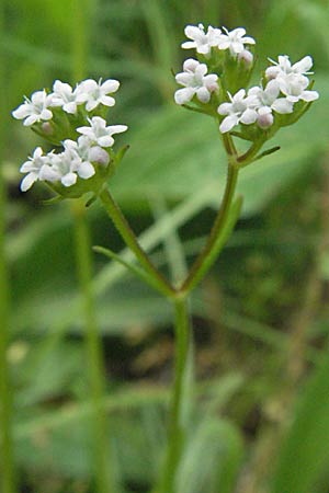 Valerianella locusta ? \ Feld-Salat / Corn Salad, F Causse du Larzac 15.5.2007