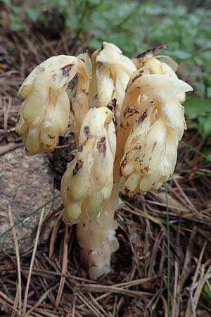 Monotropa hypophegea \ Buchenspargel / Yellow Bird's-Nest, F Pyrenäen/Pyrenees, Col de Mantet 28.7.2018