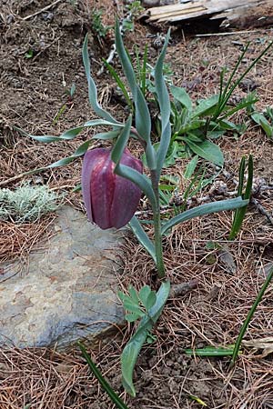 Fritillaria tubiformis \ Alpen-Schachblume, Westalpen-Schachblume / Alpine Fritillary, F Col de Gleize 29.4.2023