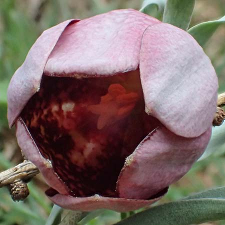 Fritillaria tubiformis \ Alpen-Schachblume, Westalpen-Schachblume / Alpine Fritillary, F Col de Gleize 29.4.2023