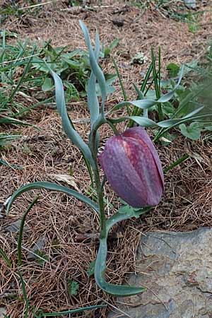 Fritillaria tubiformis \ Alpen-Schachblume, Westalpen-Schachblume / Alpine Fritillary, F Col de Gleize 29.4.2023