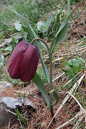 Fritillaria tubiformis \ Alpen-Schachblume, Westalpen-Schachblume / Alpine Fritillary, F Col de Gleize 29.4.2023