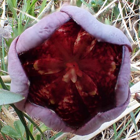 Fritillaria tubiformis \ Alpen-Schachblume, Westalpen-Schachblume / Alpine Fritillary, F Col de Gleize 29.4.2023