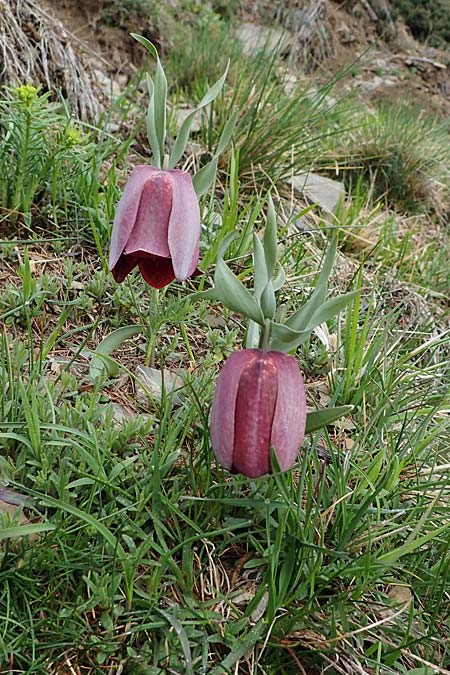 Fritillaria tubiformis \ Alpen-Schachblume, Westalpen-Schachblume / Alpine Fritillary, F Col de Gleize 29.4.2023