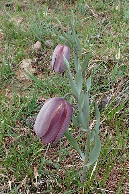 Fritillaria tubiformis \ Alpen-Schachblume, Westalpen-Schachblume / Alpine Fritillary, F Col de Gleize 29.4.2023