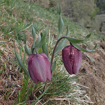 Fritillaria tubiformis \ Alpen-Schachblume, Westalpen-Schachblume / Alpine Fritillary, F Col de Gleize 29.4.2023