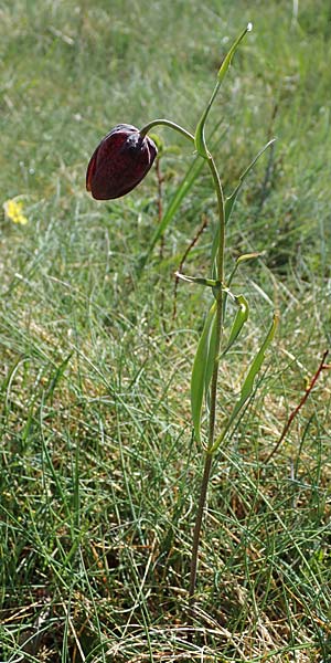 Fritillaria tenella \ Zierliche Schachblume / Slender Fritillary, F Caussols 2.5.2023