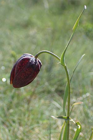 Fritillaria tenella \ Zierliche Schachblume / Slender Fritillary, F Caussols 2.5.2023