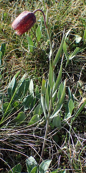 Fritillaria tenella \ Zierliche Schachblume / Slender Fritillary, F Caussols 2.5.2023