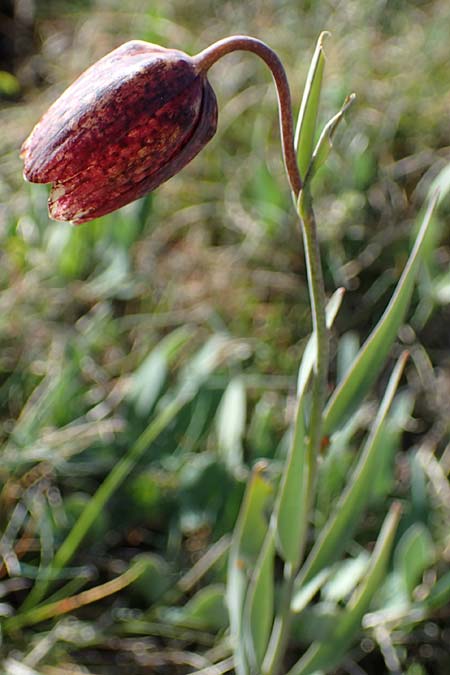 Fritillaria tenella \ Zierliche Schachblume / Slender Fritillary, F Caussols 2.5.2023
