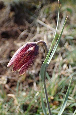 Fritillaria tenella \ Zierliche Schachblume / Slender Fritillary, F Caussols 2.5.2023