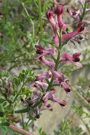 Fumaria officinalis \ Echter Erdrauch / Common Fumitory, F Serres 12.5.2007