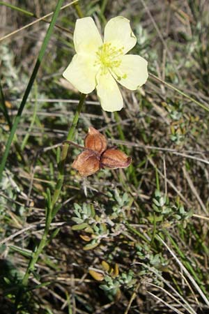 Fumana ericoides \ Aufrechtes Nadelr�schen, Felsen-Nadelr�schen / Upright Sun-Rose, F Frontignan 28.6.2008