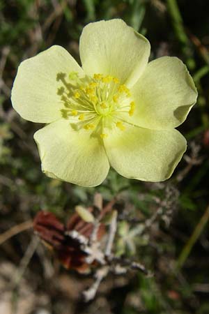 Fumana ericoides \ Aufrechtes Nadelr�schen, Felsen-Nadelr�schen / Upright Sun-Rose, F Frontignan 28.6.2008