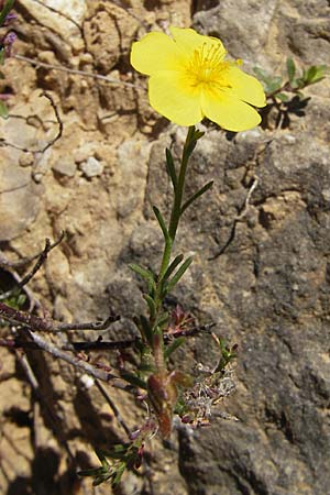 Fumana ericoides \ Aufrechtes Nadelr�schen, Felsen-Nadelr�schen / Upright Sun-Rose, F Millau 29.5.2009