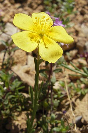 Fumana ericoides \ Aufrechtes Nadelr�schen, Felsen-Nadelr�schen / Upright Sun-Rose, F Millau 29.5.2009