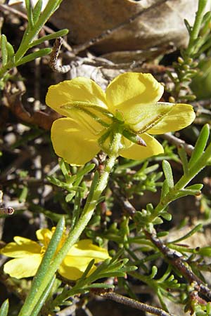 Fumana ericoides \ Aufrechtes Nadelr�schen, Felsen-Nadelr�schen / Upright Sun-Rose, F Millau 29.5.2009