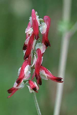 Fumaria capreolata \ Rankender Erdrauch / White Ramping Fumitory, F Maures, Collobrières 23.4.2000