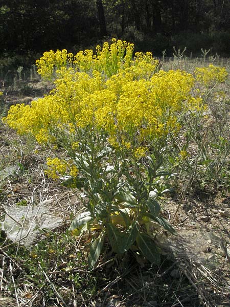 Isatis tinctoria \ Frber-Waid / Woad, F Roque d'Antheron 9.6.2006
