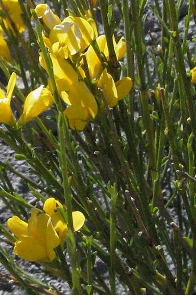Genista lobelii ? \ Lobels Ginster, F Serres 10.6.2006
