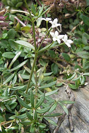 Galium marchandii \ Marchands Labkraut / Marchand's Bedstraw, F Pyren&auml;en/Pyrenees, Eyne 9.8.2006