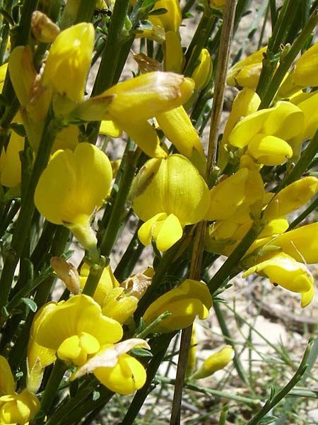 Genista radiata ? \ Strahlen-Ginster, Kugel-Ginster / Rayed Broom, Southern Greenweed, F La-Palud-sur-Verdon 23.6.2008