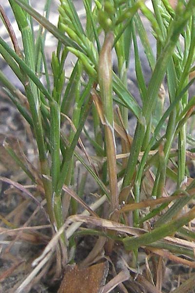 Catapodium rigidum \ Steifgras / Fern Grass, F Valence 26.5.2009