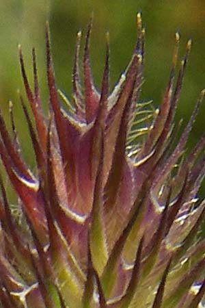 Phleum rhaeticum \ Rtisches Alpen-Lieschgras / Rhaetian Cat's-Tail, F Pyrenäen/Pyrenees, Gourette 25.8.2011
