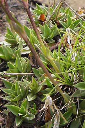 Gentiana rostanii \ Rostans Enzian / Rostan's Gentian, F Col de la Bonette 8.7.2016