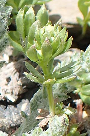 Galium megalospermum \ Schweizer Labkraut / Swiss Bedstraw, F Col de la Bonette 8.7.2016