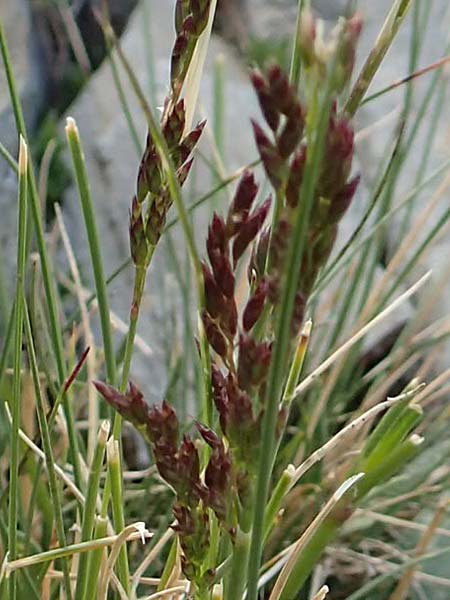 Festuca pyrenaica \ Pyren&auml;en-Schwingel / Pyrenean Fescue, F Pyren&auml;en/Pyrenees, Puigmal 1.8.2018
