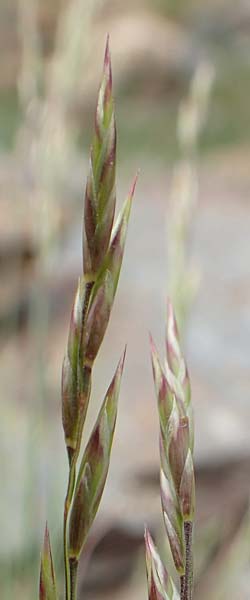 Festuca cf. eskia \ Schwingel / Fescue, F Pyren&auml;en/Pyrenees, Puigmal 1.8.2018