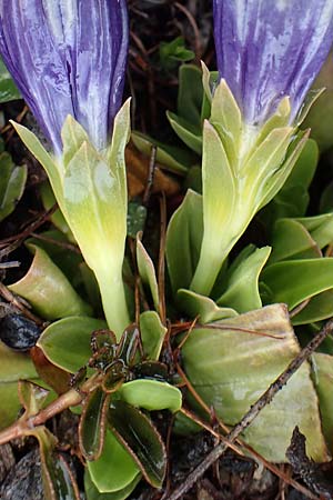 Gentiana ligustica \ Ligurischer Enzian / Ligurian Gentian, F Col de la Cayolle 30.4.2023