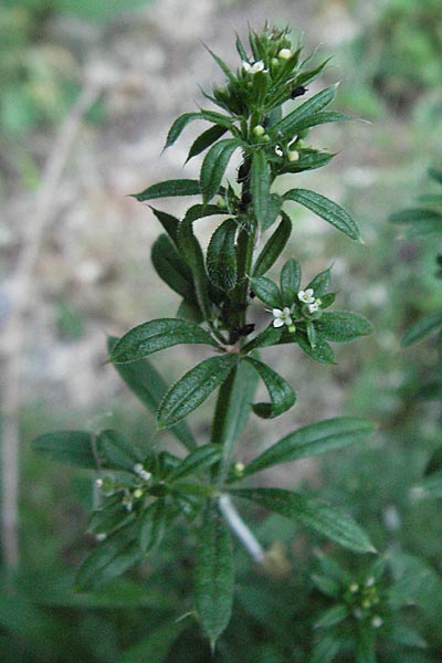 Galium aparine \ Kletten-Labkraut, Klebkraut / Cleavers, Sticky Willy, F Valleraugue 8.6.2006