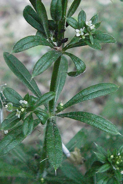 Galium aparine \ Kletten-Labkraut, Klebkraut / Cleavers, Sticky Willy, F Valleraugue 8.6.2006