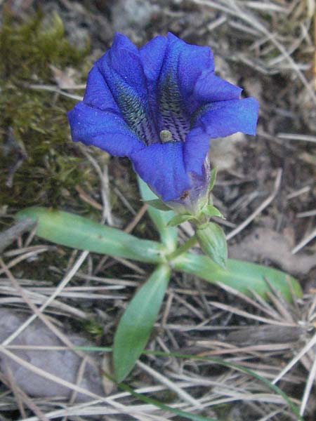 Gentiana angustifolia \ Schmalbl&auml;ttriger Enzian / Narrow-Leaved Gentian, F Serres 10.6.2006