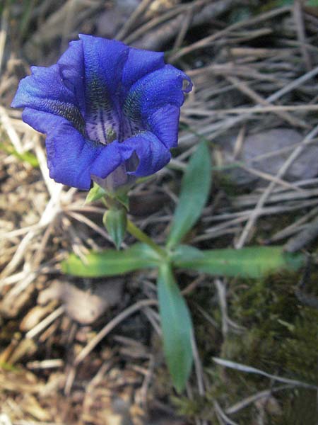 Gentiana angustifolia \ Schmalbl&auml;ttriger Enzian / Narrow-Leaved Gentian, F Serres 10.6.2006