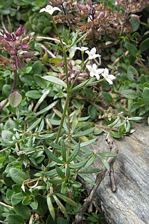 Galium marchandii \ Marchands Labkraut / Marchand's Bedstraw, F Pyren&auml;en/Pyrenees, Eyne 9.8.2006