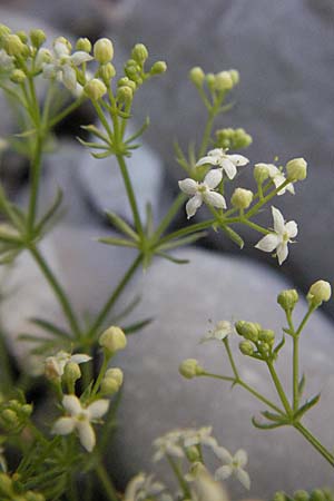 Galium lucidum \ Glanz-Labkraut / Shining Bedstraw, F Clue de Chabrieres 12.5.2007