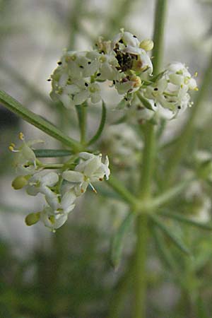 Galium corrudifolium \ Mittelmeer-Labkraut / Mediterranean Bedstraw, F Corbi&egrave;res,  Talairan 13.5.2007