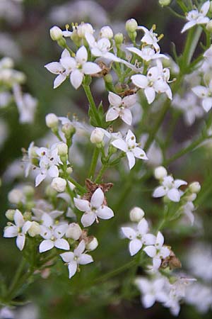 Galium saxatile / Heath Bedstraw, F Vosges, Grand Ballon 21.6.2008