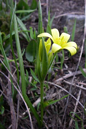 Gagea villosa \ Acker-Gelbstern / Hairy Star of Bethlehem, F Col du Galibier 21.6.2008