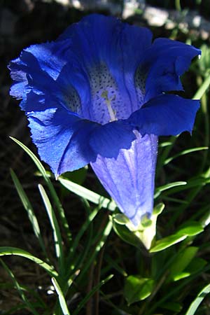 Gentiana clusii \ Clusius' Enzian / Trumpet Gentian, F Col de Gleize 22.6.2008
