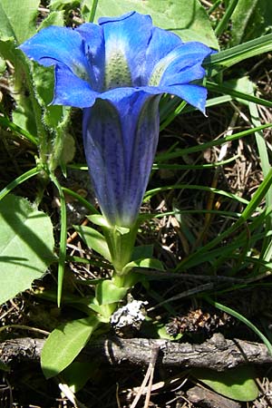 Gentiana clusii \ Clusius' Enzian / Trumpet Gentian, F Col de Gleize 22.6.2008