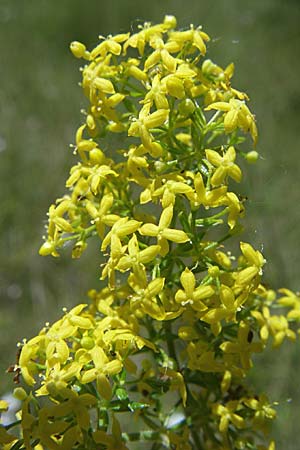 Galium verum \ Echtes Labkraut / Lady's Bedstraw, F La-Palud-sur-Verdon 23.6.2008